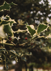 branch with red berries