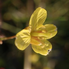 Fototapeta na wymiar closeup of yellow flower