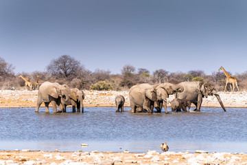Fototapeta na wymiar Elephants at waterhole - Etosha National Park - Namibia