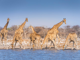 Giraffes at waterhole - Etosha National Park - Namibia