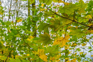 Beautiful autumnal forest path..Autumn time with beautiful colored leaves