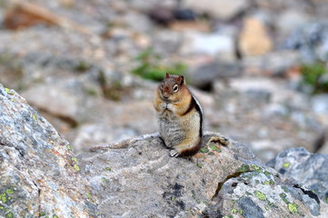 Obraz premium Streifenhörnchen putzt sich auf einem Felsen in den Bergen Kanadas