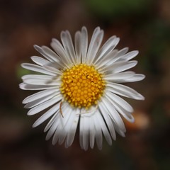 Obraz premium daisy on black background