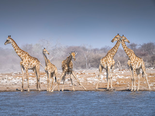 Obraz premium Giraffes at waterhole - Etosha National Park - Namibia