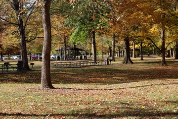 Fototapeta na wymiar A beautiful fall scene in the park on a sunny day.