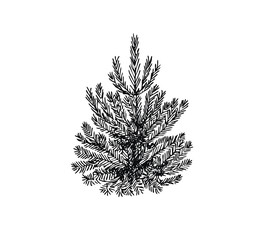 Pine in line art style. Christmas tree.