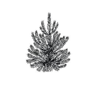 recommend clip art: Pine in line art style. Christmas tree.