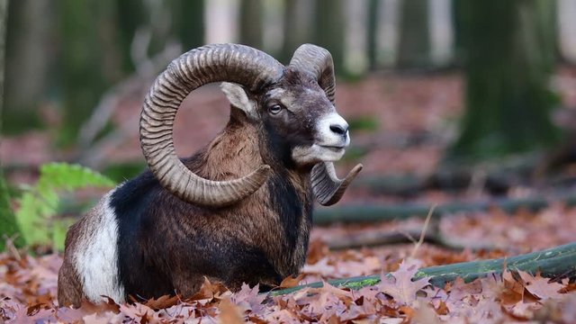 Mouflon male lie in the forest and watch, autumn, germany, (ovies aries musimon)