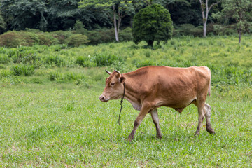 Young black-crowned Night HeronNycticorax nycticorax), Foz d'Iguaçu, Brazil