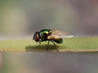 fly on leaf