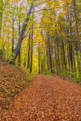 Beautiful autumnal forest path..Autumn time with beautiful colored leaves