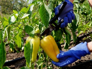 Photo of two hands in blue textile gardening gloves holding a garden pruner and cutting a ripe bell pepper off the plant. Gathering harvest of peppers.