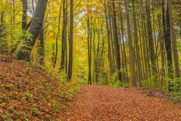 Fototapeta premium Beautiful autumnal forest path..Autumn time with beautiful colored leaves