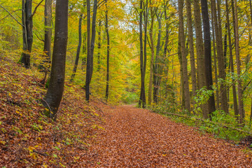Beautiful autumnal forest path..Autumn time with beautiful colored leaves