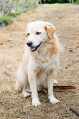 Brown color hybrid dog waiting for owner