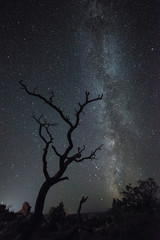 The Milky Way beyond a naked tree