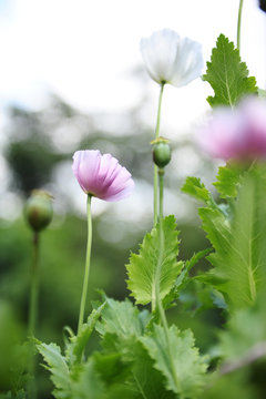 opium poppy flower was planted for the show in Hmong tribal village in a valley of Doi Pui to Doi Suthep National Park Chiang Mai Thailand. In the past hill tribe people have been occupied with opium