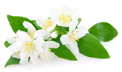 Fresh jasmine on white background