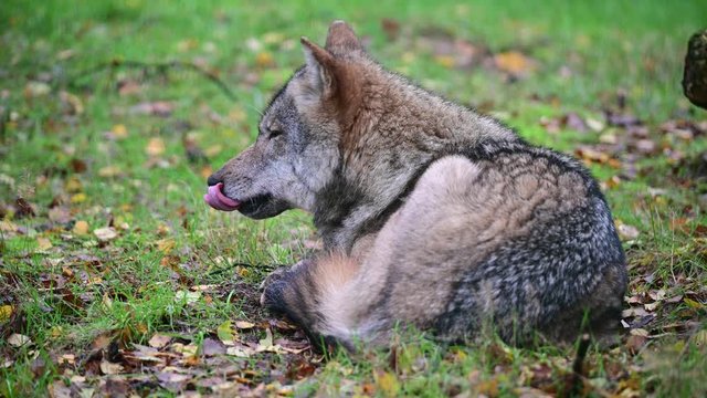 Wolf lie in the forest for resting and look, autumn, germany, (canis lupus)
