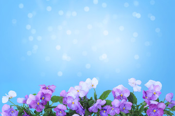 Beautiful spring viola flowers over blue background.Space for text.