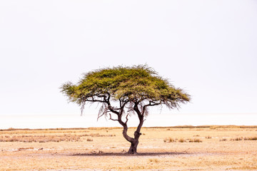 Obraz premium Salt pan - Etosha National Park - Namibia