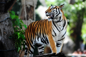 Obraz premium Siberian tiger (Panthera tigris altaica), also known as the Amur tiger.