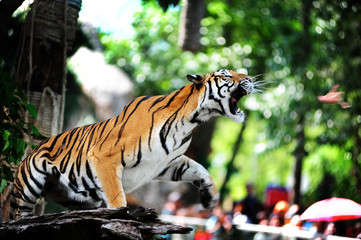 Siberian tiger (Panthera tigris altaica), also known as the Amur tiger.