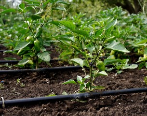Bell peppers growing on bell pepper plants in a vegetable garden, with drip irrigation system installed along the rows of plants.