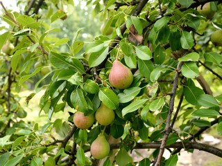 Photo of green pears on a pear tree branch, starting ripening.