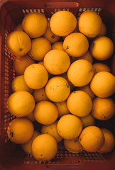 oranges in the market