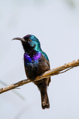 kingfisher on a branch