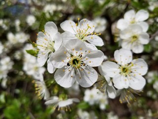 white flowers of cherry tree