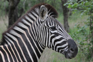zebra facial features