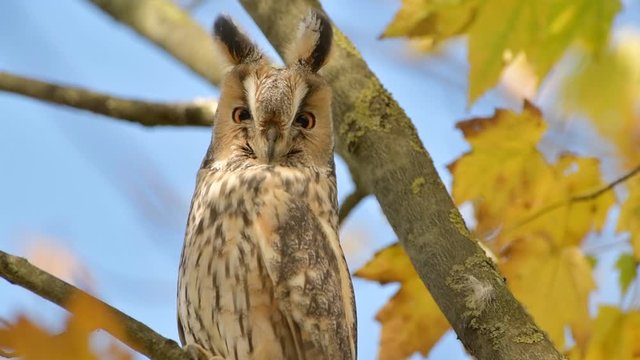 Long-eared owl (Asio otus) sitting high up in a tree with yellow colored leafs during a fall day. Slow motion clip at half speed
