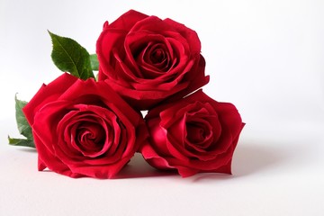 Isolated red roses on white background.