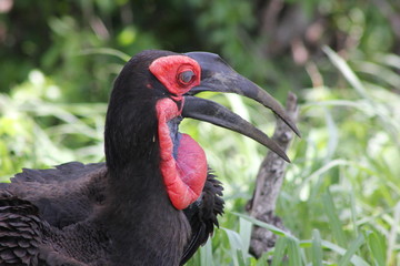 ground hornbill