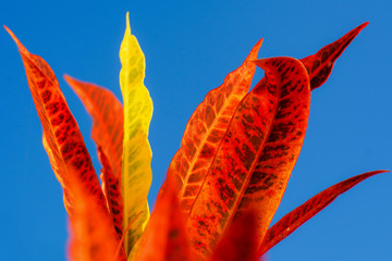 Colorful leaves of garden croton. © PPJ