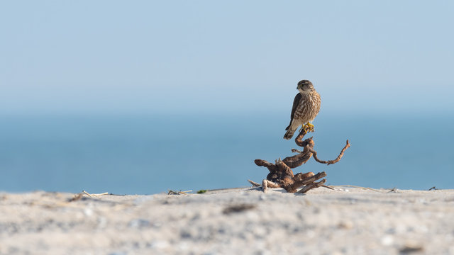 A Merlin Falcon perched on the beach with ocean in background.