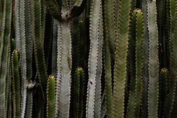 Cacti Forest