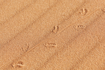 Fototapeta na wymiar Lizard (Lacertilia) track in desert sand.