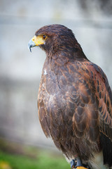 Bird of prey – with yellow hook beak and brown feathers. Hawk, eagle, falcon and buzzard type predator, a wild hunter. 