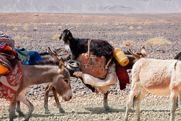 Donkeys of nomads carrying goods and a goat through stony desert.