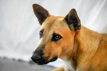 red dog mongrel looks, close-up, portrait