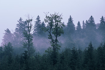Obraz na płótnie Canvas Misty mountain landscape