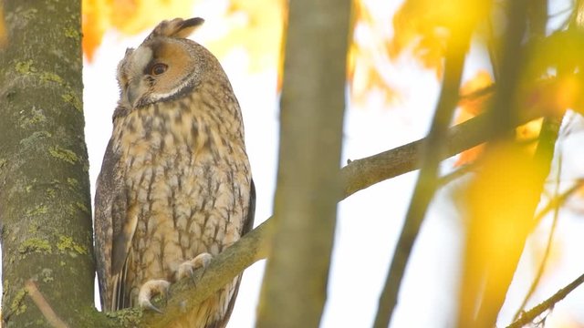Long-eared owl (Asio otus) sitting high up in a tree with yellow colored leafs during a fall day. Slow motion clip.