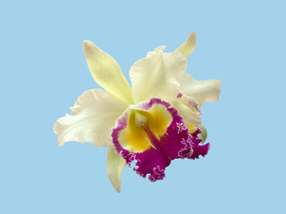 Thai cattleya orchid, purple, shades of yellow, isolated on a blue