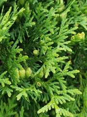 green leaf background