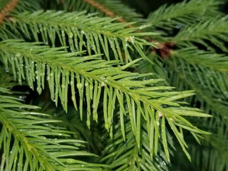 green branch of a tree