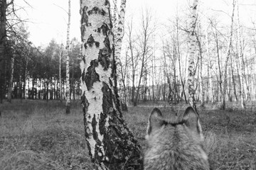 Wolf in a birch grove /wolf in the wild. Back view. Black and white photo
