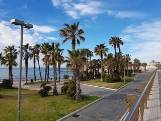 palm trees on beach